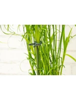 SPONKY NA ROSTLINY 20KS KINZO