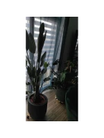 DONICZKA DO   dětské model 21833627