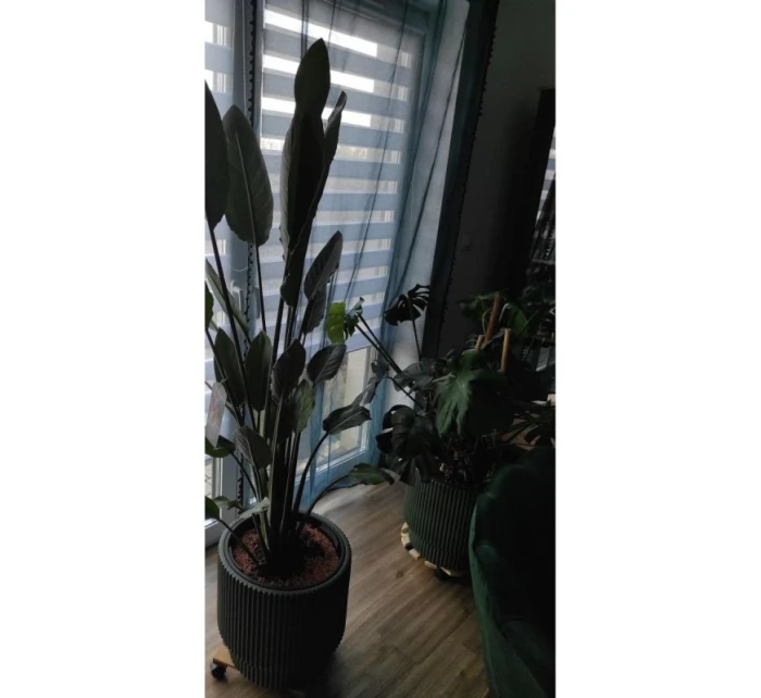 DONICZKA DO   dětské model 21833627