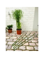 DO model 21832010 - Kinzo