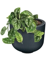 DONICZKA DO   dětské model 21833627