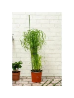 DO model 21832010 - Kinzo