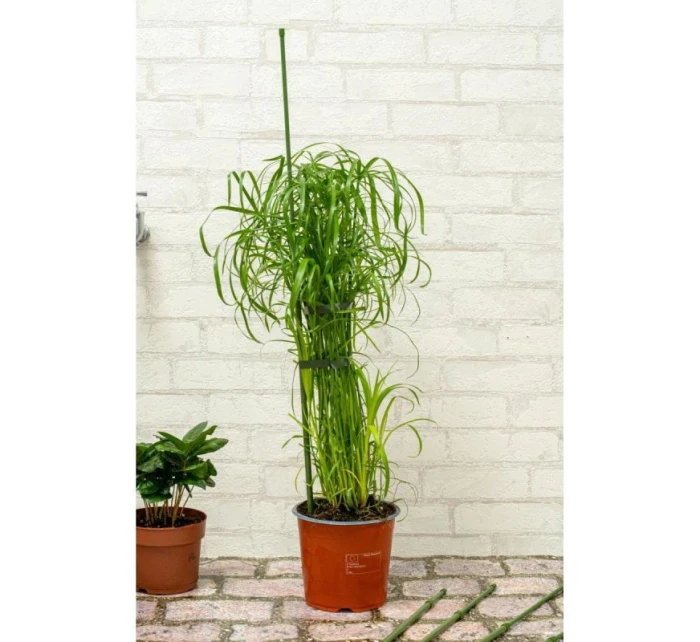 DO model 21832010 - Kinzo