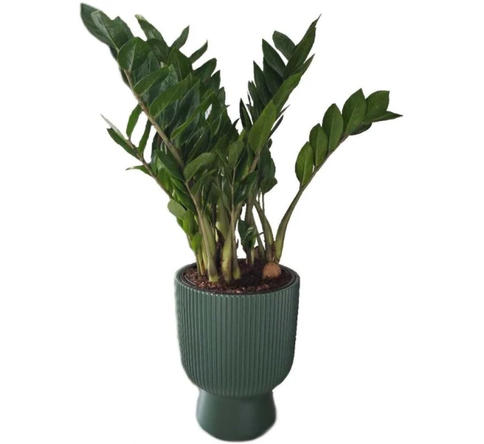 MILLY KVĚTINOVÉ JEZÍRKO NA PODSTAVCI 30 CM SVĚTLE ŠEDÉ BARVY MILLY KVĚTINOVÉ JEZÍRKO NA PODSTAVCI 30 CM SVĚTLE ŠEDÉ BARVY