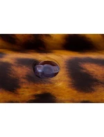 LEOPARDÍ PLOVOUCÍ MATERIÁL 169x69x25CM 33152 LEOPARDÍ PLOVOUCÍ MATERIÁL 169x69x25CM 33152