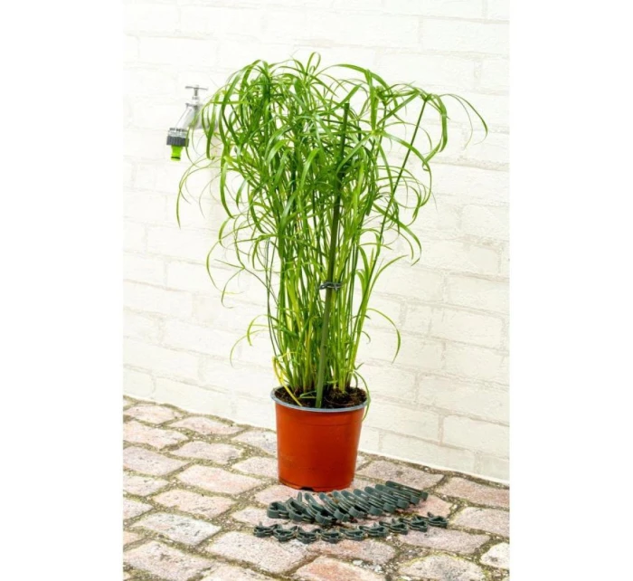 SPONKY NA ROSTLINY 20KS KINZO