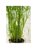 DO model 21832010 - Kinzo