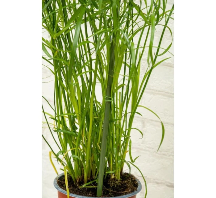 DO model 21832010 - Kinzo